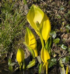 young lysichiton americanus plants skunk cabbage near the water e1748601776861