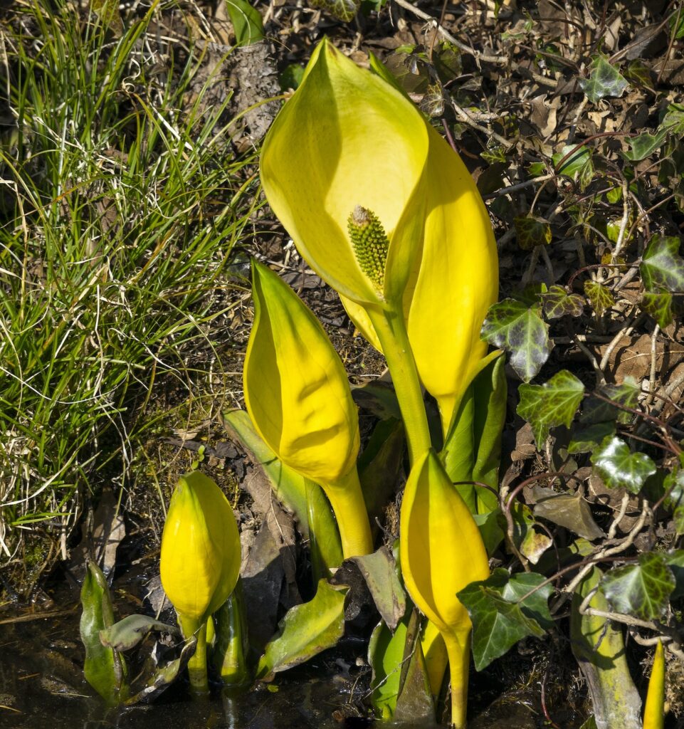 Áron 761 Áron plamatý (Arum maculatum)