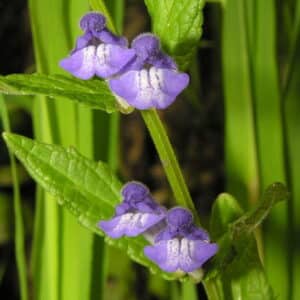 Scutellaria galericulata, šišák bahenní (vroubkovaný) ​