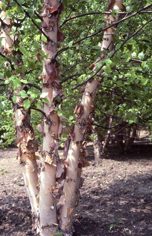 Briza cerna Betula nigra