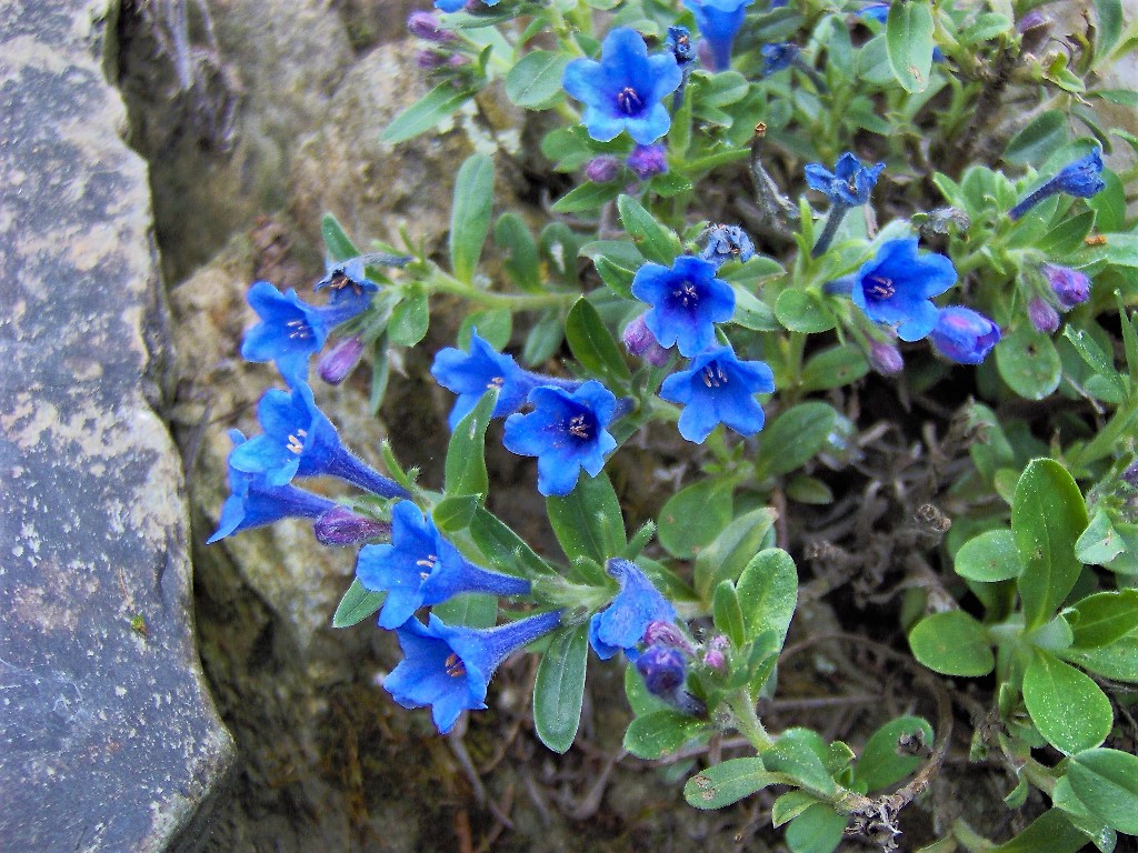 Kamejka 2 Kamejka olejolistá (Lithodora oleifolia)