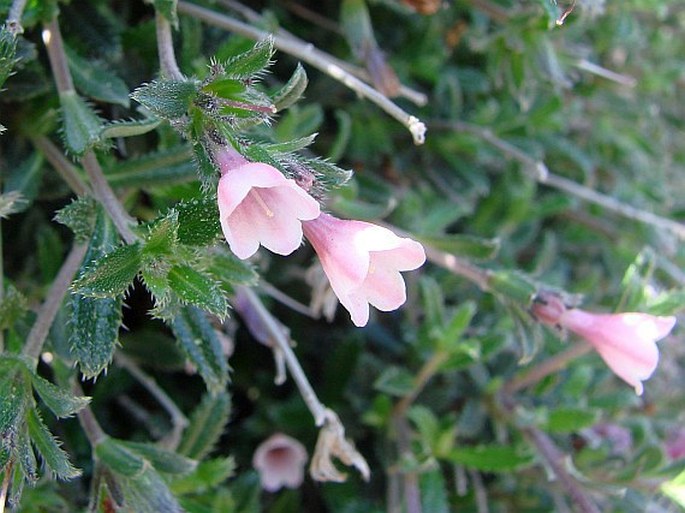 Kamejka 3 Kamejka štětinatá (Lithodora hispidula)