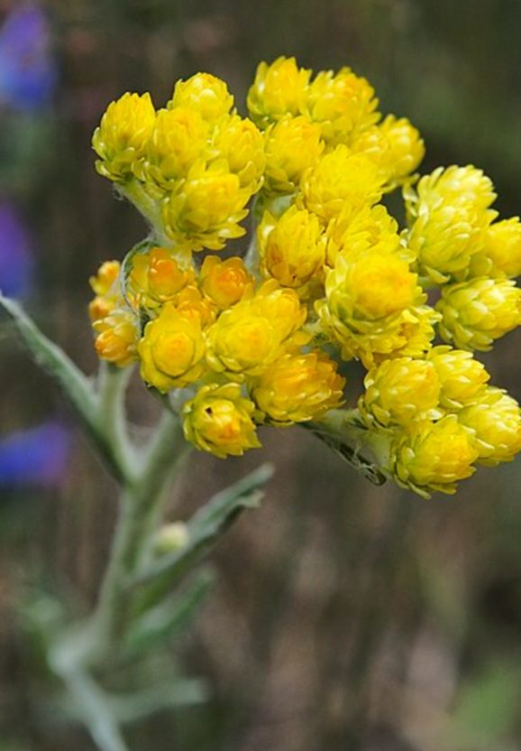 Smil květ - Helichrysum