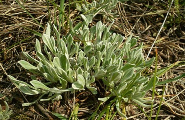 Smil písečný - Helichrysum arenarium