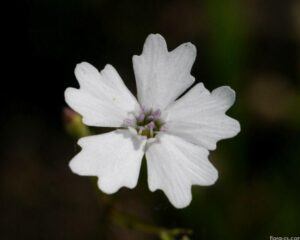 Silenečka květ - Heliosperma