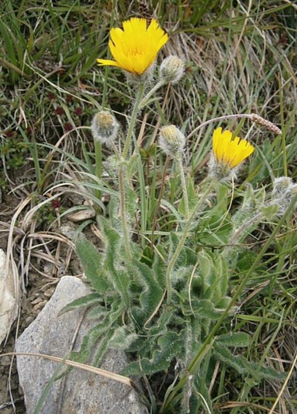 Jestřábník 2 Jestřábník huňatý (Hieracium villosum) s hustě bíle chlupatými listy a žlutými úbory mezi kameny