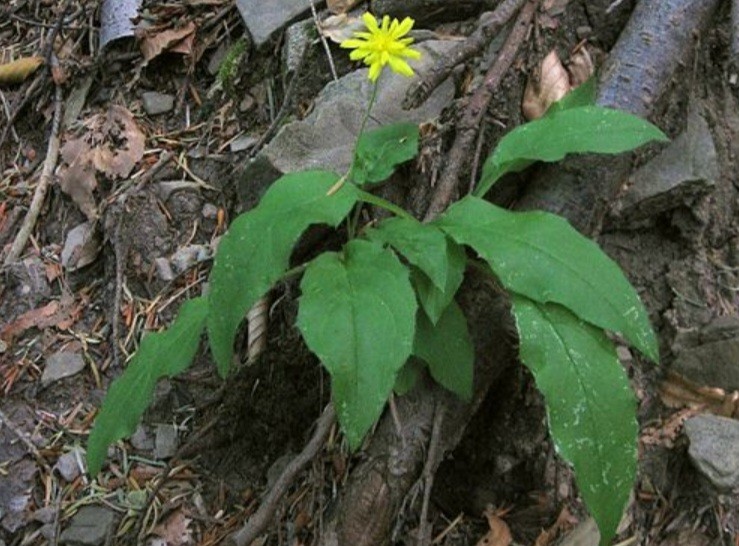 Jestřábník 3 Jestřábník hroznatý (Hieracium racemosum) s olistěnou lodyhou a žlutým úborem u paty stromu