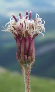 Podbělice květ - Homogyne