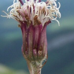 Podbělice květ - Homogyne