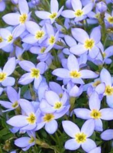 Houstonie modrá květ - Houstonia caerulea