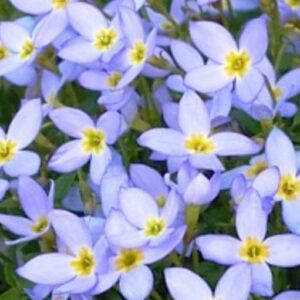 Houstonie modrá květ - Houstonia caerulea