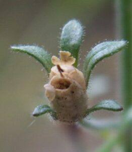 Hledíček dobromyslolistý - Chaenorhinum origanifolium