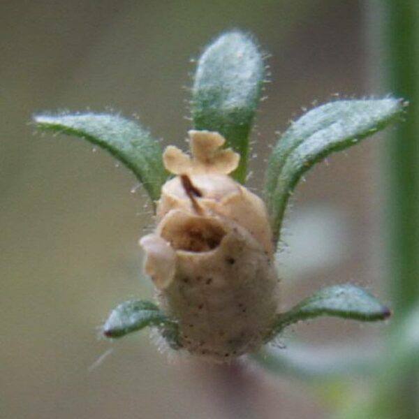 Hledíček dobromyslolistý - Chaenorhinum origanifolium