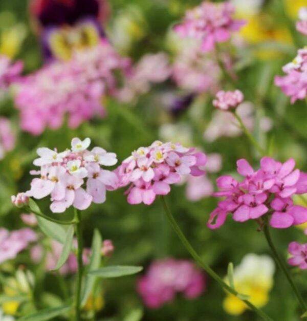 Iberka 2 Iberka okoličnatá (Iberis umbellata) s růžovofialovými okolíky drobných květů