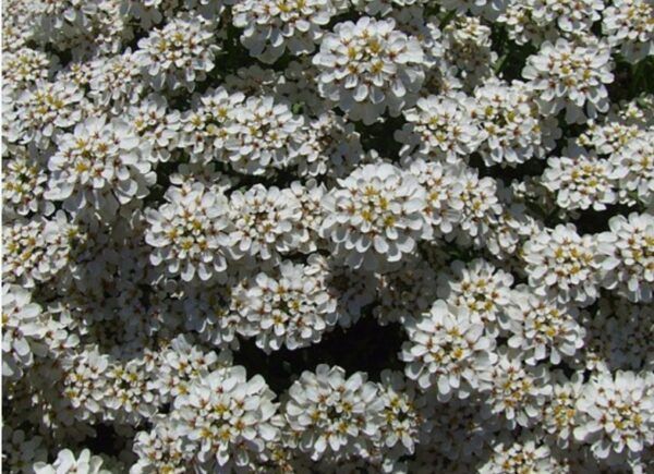 Iberka 3 Iberka vždyzelená (Iberis sempervirens) jako bílý kvetoucí polštář na skalce