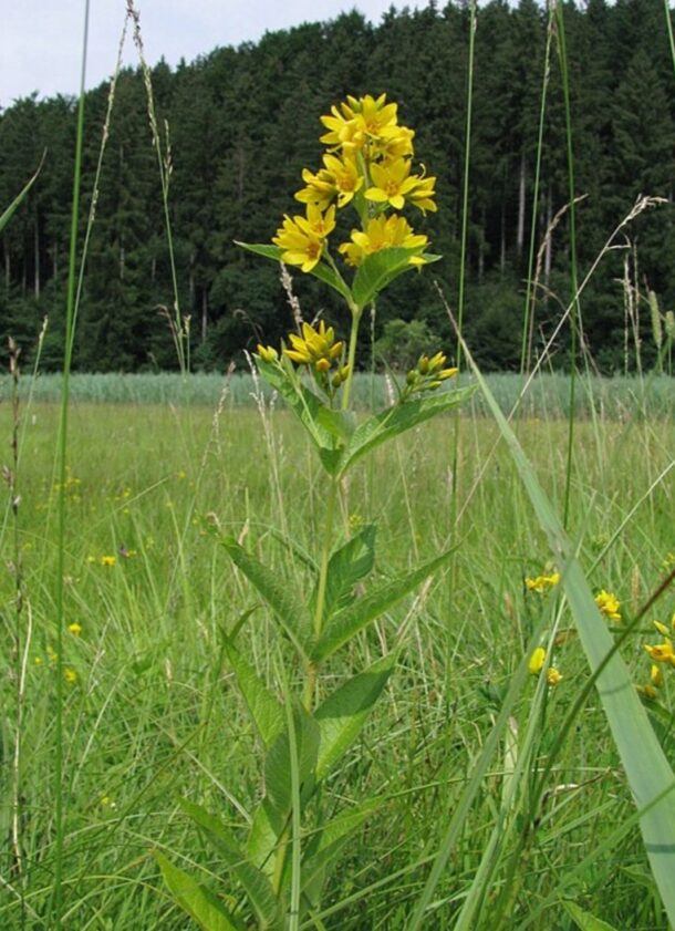 Čerkáč (Lysimachia) so žltými kvietkami v strapcovitom súkvetí na vrchole stonky