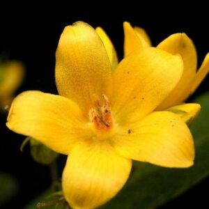 Vrbina tečkovaná květ - Lysimachia punctata