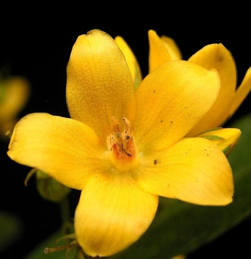 Vrbina tečkovaná květ - Lysimachia punctata