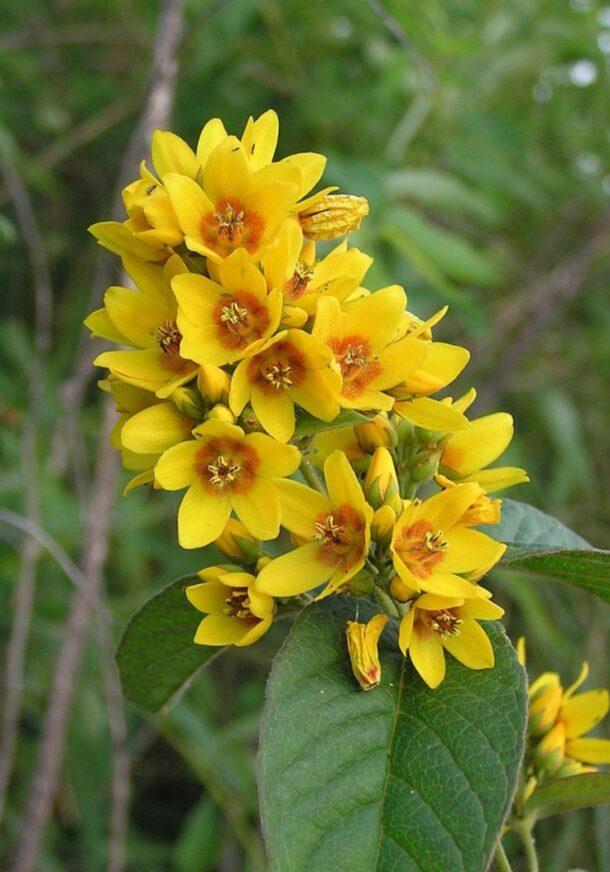 Čerkáč obyčajný (Lysimachia vulgaris) s krémovo žltými zvonkovitými kvetmi na vrchole stonky