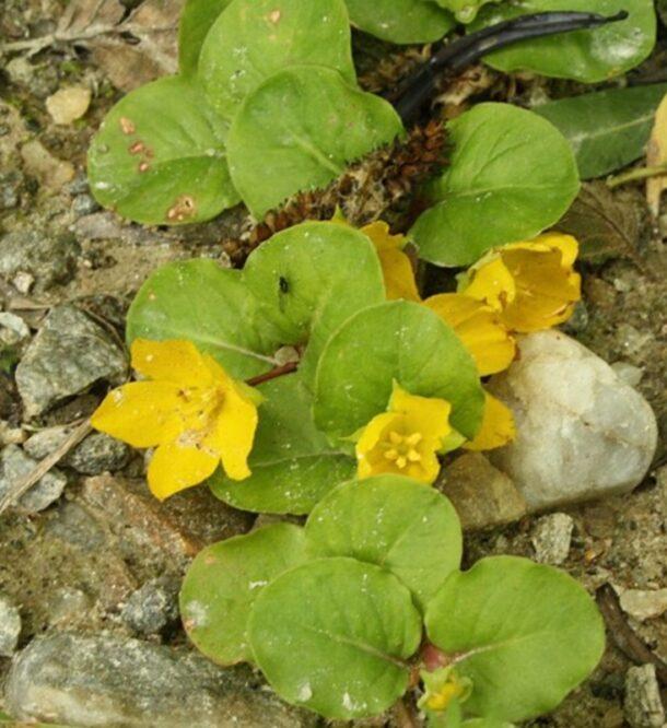Čerkáč peniažtekový (Lysimachia nummularia) tvoriaci nízky koberec s okrúhlymi listami podobnými minciam