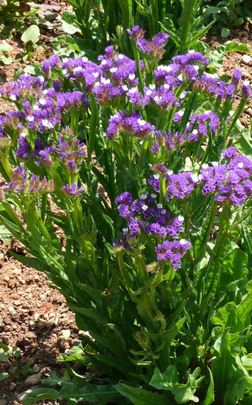 Statice 4 Statice Limonium perezii s výrazně fialovými kalichy a bílými korunkami