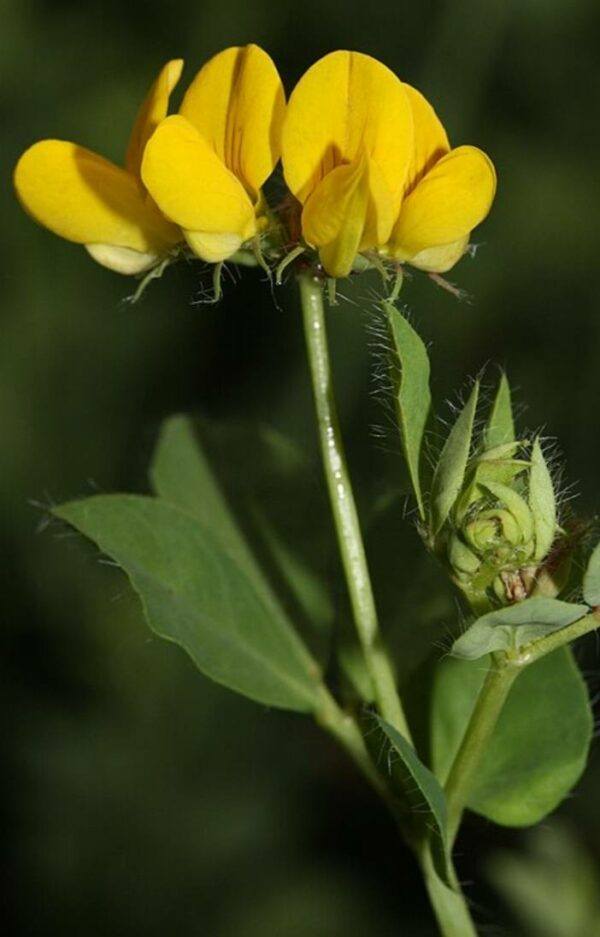 Ľadenec rožkatý (Lotus corniculatus) – detail súkvetia s dvoma žltými motýľovitými kvetmi a púčikom