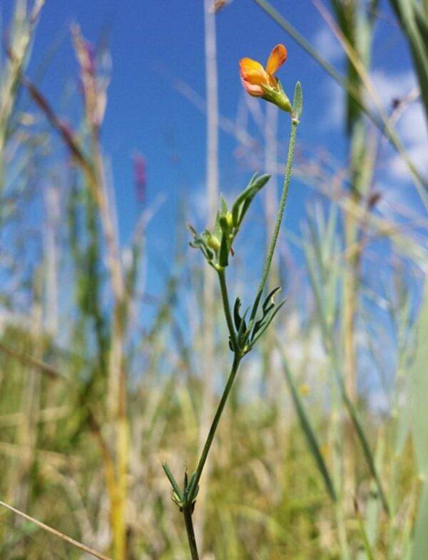 Ľadenec tenkolistý (Lotus tenuis) – tenká byľ s úzkymi lístkami a jedným oranžovožltým kvetom na pozadí modrej oblohy