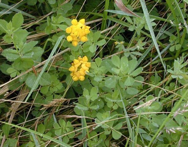 Ľadenec barinný (Lotus pedunculatus) – dva strapce sýtožltých kvetov nízko v tráve na vlhkej lúke