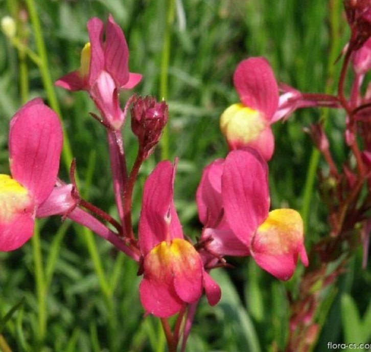 Lnice 3 Pestrobarevné květy lnice marocké (Linaria maroccana) v květinovém záhonu