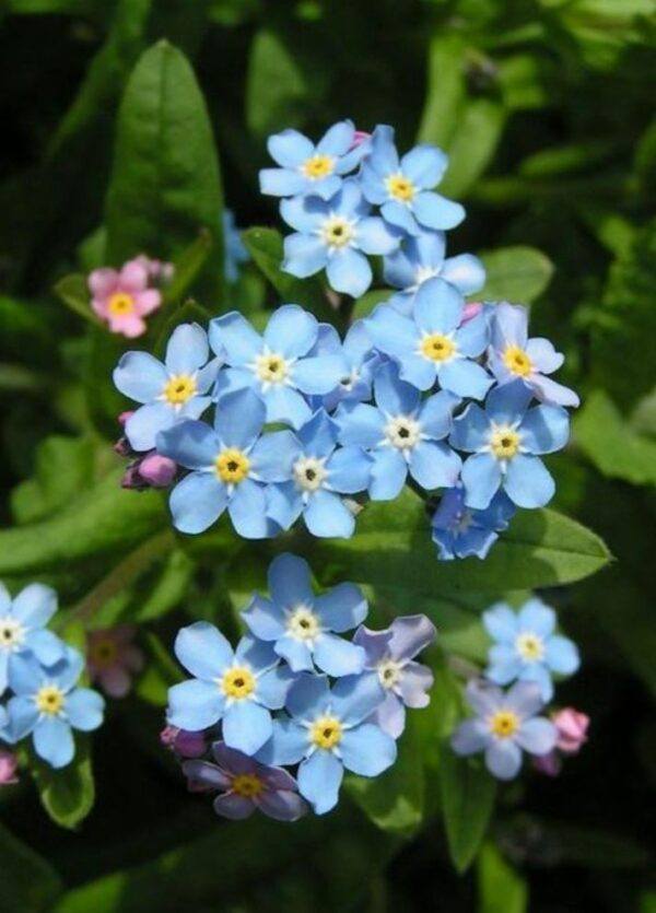 Hustý trs nezábudky lesnej (Myosotis sylvatica) s bledomodrými kvetmi so žltým stredom