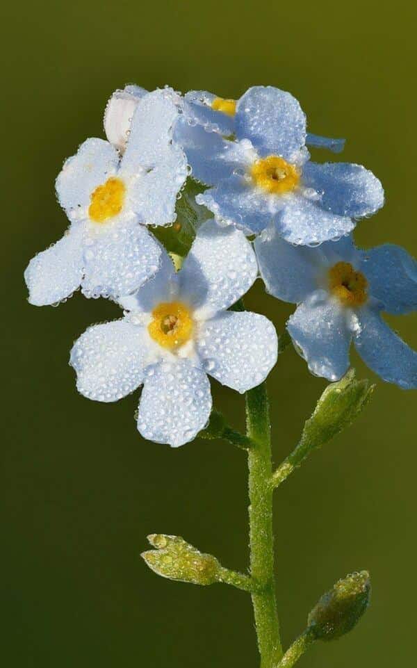 Detail kvetov nezábudky močiarnej (Myosotis palustris) pokrytých kvapkami rosy