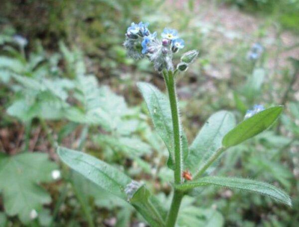 Mladá rastlina nezábudky roľnej (Myosotis arvensis) s modrými kvetmi a chlpatými listami