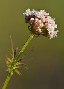 Kozlík lékařský - Valeriana officinalis