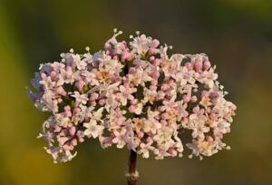 Kozlík lékařský květ - Valeriana officinalis