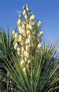 Juka vláknitá - Yucca filamentosa
