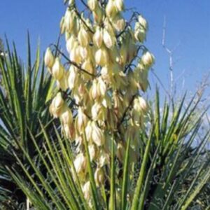Juka vláknitá - Yucca filamentosa