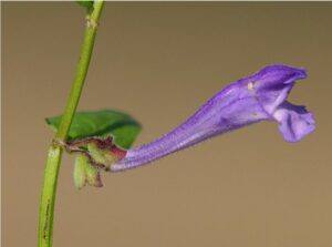 Šišák květ - Scutellaria