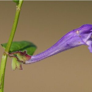 Šišák květ - Scutellaria
