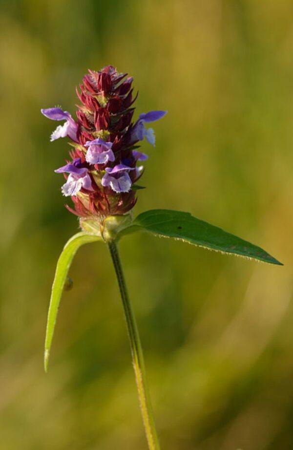 Braunelle (Prunella) mit violetten Blütenähren auf einer Wiese