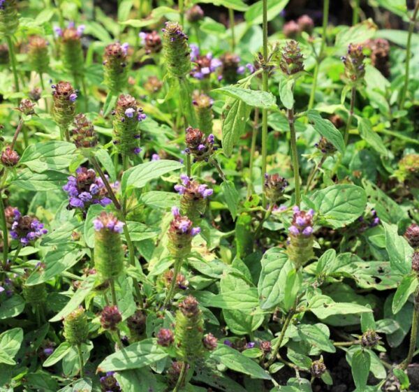 Kleine Braunelle (Prunella vulgaris) – niedrige ausdauernde Staude mit kriechenden Stängeln