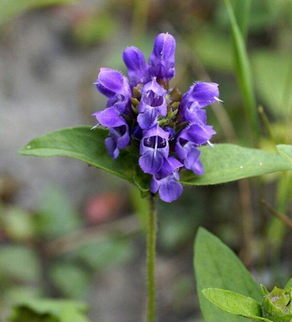 Großblütige Braunelle (Prunella grandiflora) mit großen violetten Blüten
