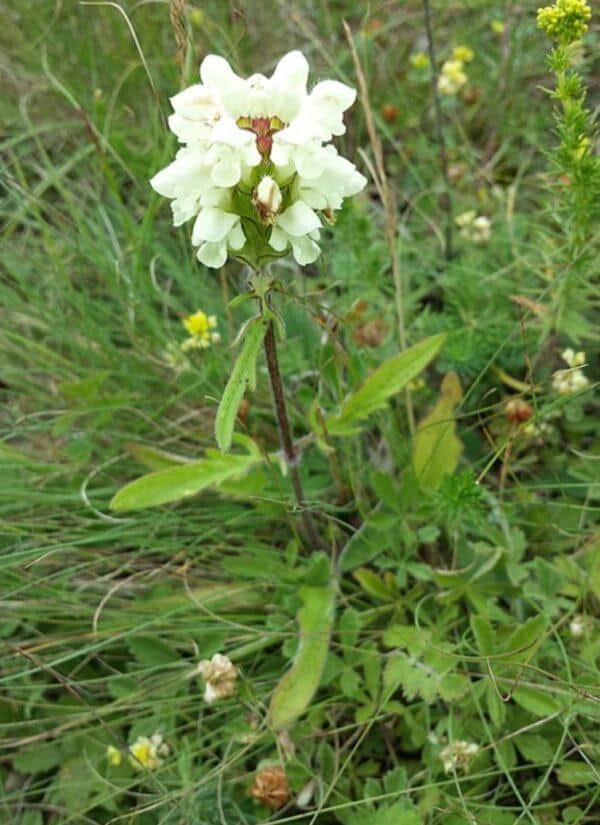 Weiße Braunelle (Prunella laciniata) mit weißen Blüten und gelappten Blättern