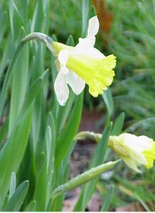Narcis žlutý - Narcissus pseudonarcissu