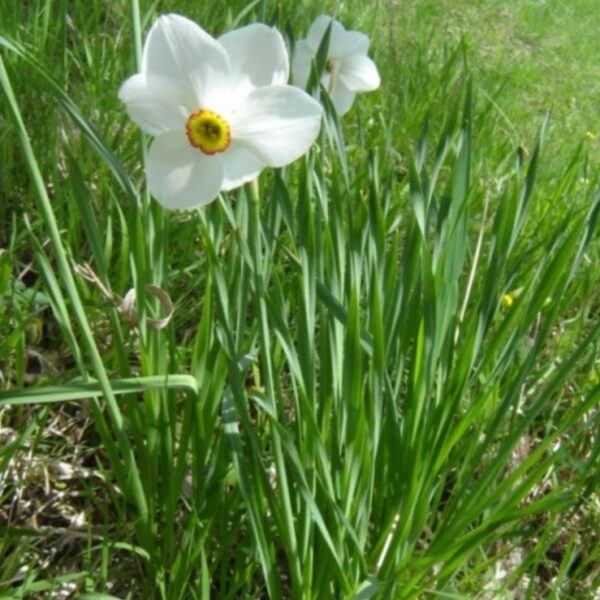 Narcis bílý - Narcissus poeticus