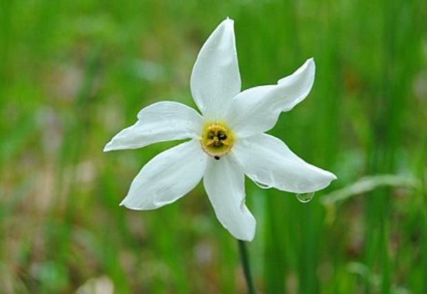 Narcis květ