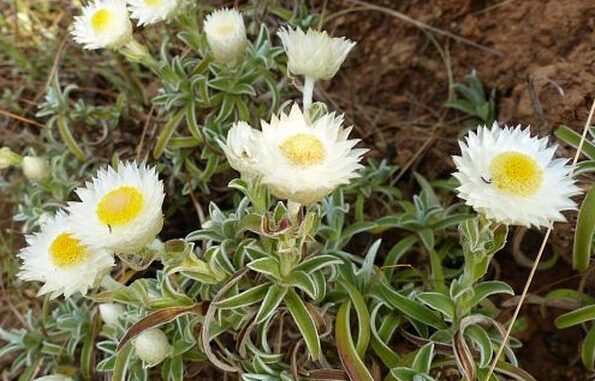 Smil chudobkovitý (Helichrysum bellidioides)