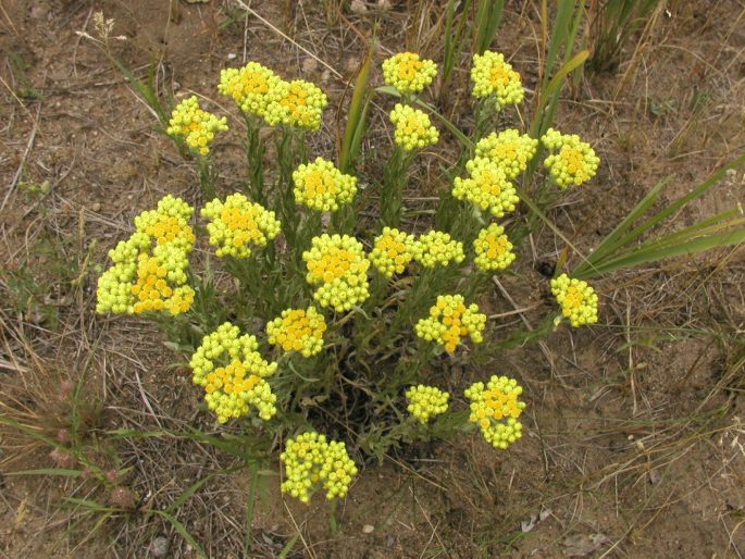 Smil písečný (Helichrysum arenarium)