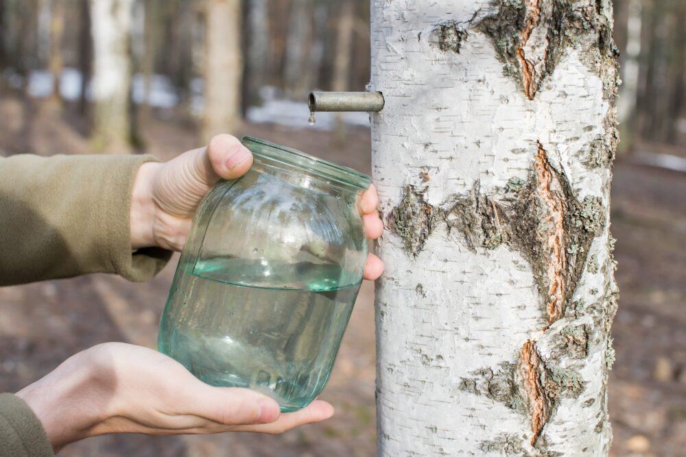a man collects birch sap in the forest in spring close up 5 e1694423076263