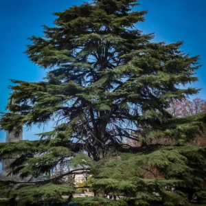 Céder libanonský Cedrus libani s dáždnikovitou korunou
