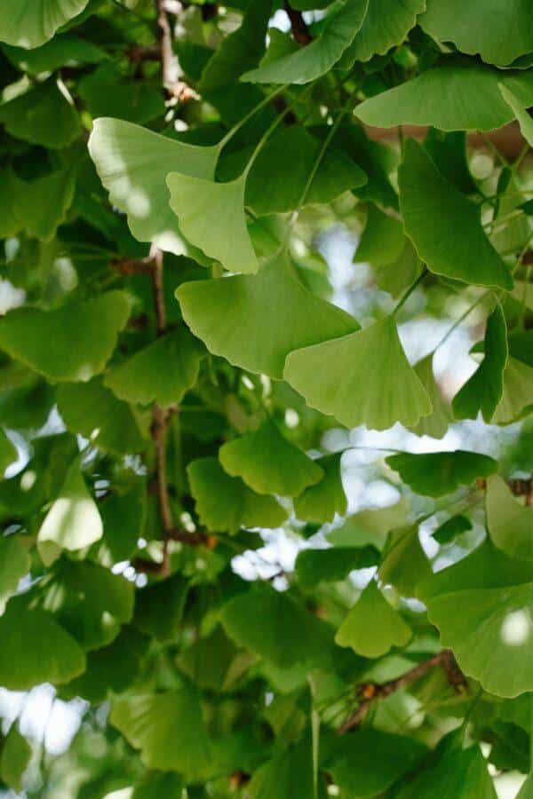 Zelené vějířovité listy jinanu dvoulaločného (ginkgo biloba) prosvícené sluncem